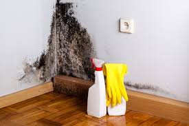 Why You Should Choose Our Mold Remediation Services in Surfside Beach, SC